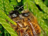 Osmia rufa 16, Rosse metselbij, Saxifraga-Ab H Baas