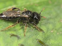 Panurgus calcaratus 4, Kleine roetbij, Saxifraga-Lieven Decrick