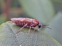Periclista albida 4, Saxifraga-Ab H Baas