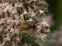 Philanthus triangulum 25, Bijenwolf, Saxifraga-Jan van der Straaten