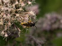 Philanthus triangulum 27, Bijenwolf, Saxifraga-Jan van der Straaten