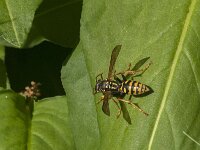 Polistes dominula 38, Franse veldwesp, Saxifraga-Jan van der Straaten