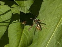 Polistes dominula 39, Franse veldwesp, Saxifraga-Jan van der Straaten