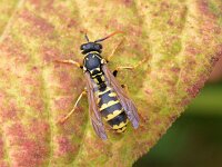 Polistes dominula 40, Franse veldwesp, Saxifraga-Tom Heijnen