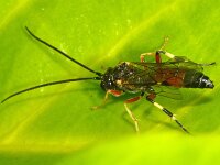 Polyblastus cothurnatus 2, Saxifraga-Ab H Baas