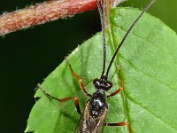 Polytribax arrogans