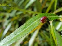 Pontania proxima