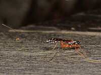Rhyssa persuasoria