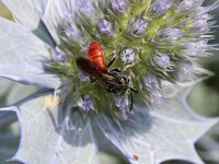 Sphecodes albilabris 15, Grote bloedbij, Saxifraga-Sytske Dijksen