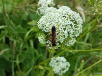 Tenthredo campestris 3, Saxifraga-Ben Delbaere  METADATA-START  UUUUUUÞ­¾ï   2     oÏ »   WUUUUUUUUÞ­¾ï        UUUUUUUUÞ­¾ïUUUUUUUUÞ­¾ï  UU   UUUUUUUUÞ­¾ï  UUUUUUUUUUUUUUUUUUUUUUUUUUUUUUUUUUUUUUUUUUUUUUUUUUUUUUUUUUUUUUUUUUUUUUUUUUUUUUUUUUUUUUUUUUUUUUUUUUUUUUUUUUUUUUUUUUUUUUUUUUUUUUUUUUUUUUUUUUUUUUUUUUUUUUUUUUUUUUUUUUUUUUUUUUUUUUUUUUUUUUUUUUUUUUUUUUUUUUÞ­¾ï    UUUUUUUUUUUUUUUUUUUUÞ­¾ï C A LUUUUUUCu rUU0xDCC0UUUUUUUUUUUUUUUUUUUUUUUUUUUUUUUUUUUUUUUUUUUUUUUUUUUUUUUUUUUUUUUUUUUUUUUUÞ­¾ï T U N AUUUUUUUUUUUUUUUUUUUUUUUUUUUUUUUUUUUUUUUUUUUUUUUUUUUUUUUUUUUUUUUUUUUUUUUUUUUUUUUUUUUUUUUUUUUUÞ­¾ï®®®®Fm ³» º) R &                                  2 +ò          ²                                         ;  B þ pÿË      2  W      º'UUUUUUUUUUUUUUUUUUUUÞ­¾ïKJKJº&  ý "      ÚÜ    "     oÏ    »      ·+    ¬ áÕÿÿæ  Eÿÿ²4 ¢¤ÿÿ«(ÿÿýíÿÿ!ò à! w2 w2 w2 w2 w2 w2 w2 w2 w2 w2 w2 w2 w2 w2 w2 w2 w2 w2 w2 w2 w2 w2 w2 w2 w2 w2 w2 w2 w2 w" w2 w2 w2 w2 w2 w2 w2 w2 w2 w2 w2 w2 w2 w2 w2 w" w2 w2 w2 w2 w2 w2 w2 w2 w2 w2 w2 w2 w2 w2 w2 w2 w2 w2 w2 w2 w2 w2 w2 w2 w2 w2 w2 w2 w2 w2 w2 w2 w2 w2 w2 w2 w2 w2 w2 w2 w2 w2 w2 w2 w2 w2 w2 w2 w2 w2 w2 w2 w2 w2 w2 w2 w2 w2 w2 w2 w2 w2 w2 w2 w2 w2 w2 w2 w2 w2 w2 w2 w2 wB w2 w2 w2 w2 w2 w2 w2 w2 w2 w2 w2 w2 w2 w2 w2 wB w2 w2 w2 w2 w2 w2 w2 w2 w2 w2 w2 w2 w2 w2 "1 w2 w2 w2 w2 w2 w2 w2 w2 w2 w2 w2 w2 w2 w2 w2 w2 w2 D2 w2 w2 w2 w2 w2 w2 w2 w2 w2 w2 w2 w2 "1 "1 "1 D2 w2 w2 w2 w2 w2 w2 w2 w2 w2 w2 w2 w2 w2 "1 "1 D2 w2 w2 w2 w2 w2 w2 w2 wB w2 w2 wB wB "1 "1 "1 "1 w2 w2 w2 w2 w2 w2 w2 w2 w2 w2 w2 wB w2 "1 w2 "1 w2 w2 w2 w2 w2 w2 w2 w2 w2 w2 w2 wB wB w2 w2 "1 w2 wB w2 w2 w2 w2 w2             ä:  ÿý Ýr             ãæ    ì9                                     ¬¦  ÿý ¤1                         µ  ÿ÷ ¬æ µ  ÿ÷ ¬æ µ  ÿ÷ ¬æ µ  ÿ÷ ¬æ µ  ÿ÷ ¨                                UUUUUUUUUUUUUUUUUUUUUUUUUUUUUUUUÞ­¾ï¯¯ÊÊ =¯V ¨  ¯¯¯¯                                                                                                                                                                                                                                                      ¯¯¯¯  L  Ø f r 3 UUUUUUUUUUUUUUUUÞ­¾ïUUUUUUUUUUUUUUUUUUUUUUUUUUUUUUUUUUUUUUUUUUUUUUUUUUUUUUUUUUUUUUUUUUUUUUUUUUUUUUUUÞ­¾ïUUUUUUUUUUUUUUUUUUUUUUUUUUUUUUUUUUUUUUUUUUUUUUUUUUUUUUUUUUUUUUUUUUUUUUUUUUUUUUUUUUUUUUUUUUUUUUUUUUUUUUUUUUUUUUUUUUUUUUUUUUUUUUUUUUUUUUUUUUUUUUUUUUUUUUUUUUUUUUUUUUUUUUUUUUUUUUUUUUUUUUUUUUUUUUUUUUUUUUUUUUUUUUUUUUUUUUUUUUUUUUUUUUUUUUUUUUUUUUUUUUUUUUUUUUUUUUUUUUUUUUUUUUUUUUUUUUUUUUUUUUUUUUUUUUUUUUUUUUUUUUUUUUUUUUUUUUUUUUUUUUUUUUUUUUUUUUUUUUUUUUUUUUUUUUUUUUUUUUUUUUUUUUUUUUUUUUUUUUUUUUUUUUUUUUUUUUUUUUUUUUUUUUUUUUUUUUUUUUUUUUUUUUUUUUUUUUUUUUUUUUUUUUUUUUUUUUUUUUUUUUUUUUUUUUUUUUUUUUUUUUUUUUUUUUUUUUUUUUUUUUUUUUUUUUUUUUUUUUUUUUUUUUUUUUUUUUUUUUUUUUUUUUUUUUUUUUUUUUUUUUUUUUUUUUUUUUUUUUUUUUUUUUUUUUUUUUUUUUUUUUUUUUUUUUUUUUUUUUUUUUUUUUUUUUUUUUUUUUUUUUUUUUUUUUUUUUUUUUUUUUUUUUUUUUUUUUUUUUUUUUUUUUUUUUUUUUUUUUUUUUUUUUUUUUUUUUUUUUUUUUUUUUUUUUUUUUUUUUUUUUUUUUUUUUUUUUUUUUUUUUUUUUUUUUUUUUUUUUUUUUUUUUUUUUUUUUUUUUUUUUUUUUUUUUUUUUUUUUUUUUUUUUUUUUUUUUUUUUUUUUUUUUUUUUUUUUUUUUUUUUUUUUUUUUUUUUUUUUUUUUUUUUUUUUUUUUUUUUUUUUUUUUUUUUUUUUUUUUUUUUUUUUUUUUUUUUUUUUUUUUUUUUUUUUUUUUUUUUUUUUUUUUUUUUUUUUUUUUUUUUUUUUUUUUUUUUUUUUUUUUUUUUUUUUUUUUUUUUUUUUUUUUUUUUUUUUUUUUUUUUUUUUUUUUUUUUUUUUUUUUUUUUUUUUUUUUUUUUUUUUUUUUUUUUUUUUUUUUUUUUUUUUUUUUUUUUUUUUUUUUUUUUUUUUUUUUUUUUUUUUUUUUUUUUUUUUUUUUUUUUUUUUUUUUUUUUUUUUUUUUUUUUUUUUUUUUUUUUUUUUUUUUUUUUUUUUUUUUUUUUUUUUUUUUUUUUUUUUUUUUUUUUUUUUUUUUUUUUUUUUUUUUUUUUUUUUUUUUUUUUUUUUUUUUUUUUUUUUUUUUUUUUUUUUUUUUUUUUUUUUUUUUUUUUUUUUUUUUUUUUUUUUUUUUUUUUUUUUUUUUUUUUUUUUUUUUUUUUUUUUUUUUUUUUUUUUUUUUUUUUUUUUUUUUUUUUUUUUUUUUUUUUUUUUUUUUUUUUUUUUUUUUUUUUUUUUUUUUUUUUUUUUUUUUUUUUUUUUUUUUUUUUUUUUUUUUUUUUUUUUUUUUUUUUUUUUUUUUUUUUUUUUUUUUUUUUÞ­¾ï      IcUUUUUUUUUUUUUUUUUUUUUUUUUUUUUUUUÞ­¾ïUUUUMETADATA-END