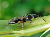 Tiphia femorata 6, Gewone keverdoder, Saxifraga-Ab H Baas
