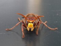 Vespa crabro 10, Hoornaar, queen, Saxifraga-Ab H Baas