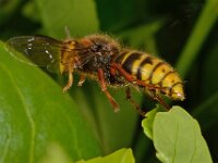 Vespa crabro 11, Hoornaar, Saxifraga-Ab H Baas
