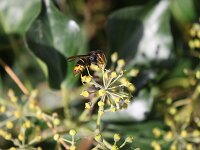 Vespa velutina 3, Aziatische hoornaar, Saxifraga-Peter Meininger