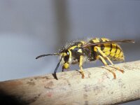 Vespula germanica 3, Duitse wesp, queen, Saxifraga-Pieter van Breugel
