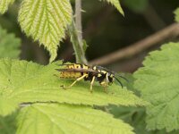 Vespula germanica 5, Duitse wesp, Saxifraga-Willem van Kruijsbergen