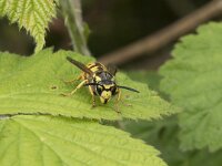 Vespula germanica 6, Duitse wesp, Saxifraga-Willem van Kruijsbergen