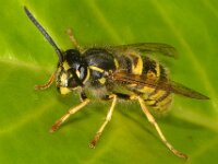 Vespula vulgaris 10, Gewone wesp, Saxifraga-Ab H Baas