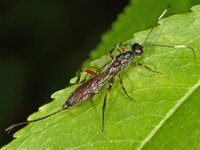Xorides sp