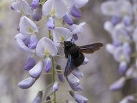 Xylocopa violacea 10, Blauwzwarte houtbij, Saxifraga-Willem van Kruijsbergen