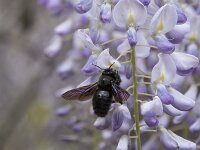 Xylocopa violacea 9, Blauwzwarte houtbij, Saxifraga-Willem van Kruijsbergen