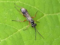 Agenioideus cinctellus 2, Bonte muurspinnendoder, Saxifraga-Tom Heijnen