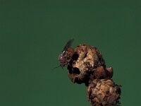 Andricus corruptrix 2, Saxifraga-Frits Bink