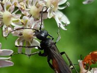 Anoplius infuscatus 6, Gewone borstelspinnendoder, Saxifraga-Ben Delbaere  IICSA