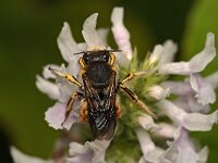 Anthidium manicatum 13, Grote wolbij, Saxifraga-Tom Heijnen
