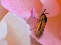 Arge ochropus 3, Gele rozebladwesp, Saxifraga-Tom Heijnen