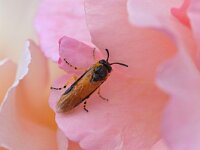 Arge ochropus 4, Gele rozebladwesp, Saxifraga-Tom Heijnen