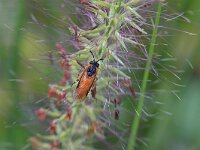 Arge ochropus 5, Gele rozebladwesp, Saxifraga-Tom Heijnen
