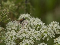 Arge ustulata 4, Saxifraga-Jan van der Straaten
