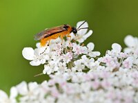 Athalia rosae 11, Knollenbladwesp, Saxifraga-Tom Heijnen