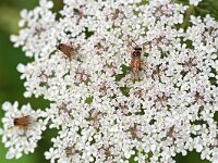 Athalia rosae 12, Knollenbladwesp, Saxifraga-Tom Heijnen