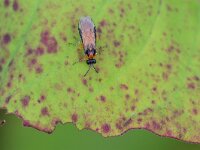Athalia rosae 14, Knollenbladwesp, Saxifraga-Tom Heijnen