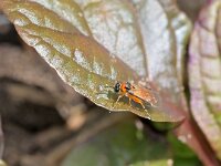 Athalia rosae 16, Knollenbladwesp, Saxifraga-Tom Heijnen