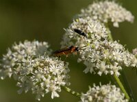 Athalia rosae 7, Knollenbladwesp, Saxifraga-Jan van der Straaten