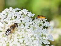 Athalia rosae 8, Knollenbladwesp, Saxifraga-Tom Heijnen