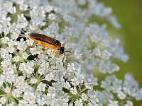 Athalia rosae 9, Knollenbladwesp, Saxifraga-Tom Heijnen