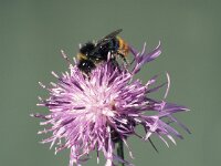 Bombus lapidarius 2, Steenhommel, male, Saxifraga-Frits Bink