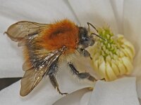 Bombus pascuorum 01 #46722 : Bombus pascuorum, Akkerhommel