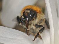 Bombus pascuorum 01 #46720 : Bombus pascuorum, Akkerhommel