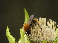 Bombus pascuorum 34, Akkerhommel, Saxifraga-Jan van der Straaten