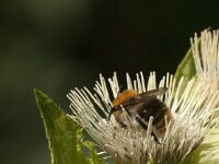 Bombus pascuorum 37, Akkerhommel, Saxifraga-Jan van der Straaten