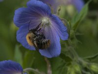 Bombus pascuorum 38, Akkerhommel, Saxifraga-Jan van der Straaten