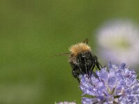 Bombus pascuorum 40, Akkerhommel, Saxifraga-Jan van der Straaten