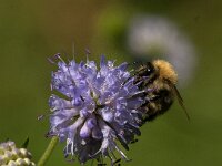 Bombus pascuorum 41, Akkerhommel, Saxifraga-Jan van der Straaten