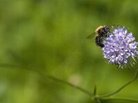 Bombus pascuorum 44, Akkerhommel, Saxifraga-Jan van der Straaten