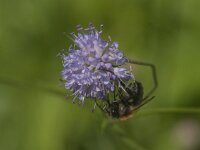 Bombus pascuorum 49, Akkerhommel, Saxifraga-Jan van der Straaten